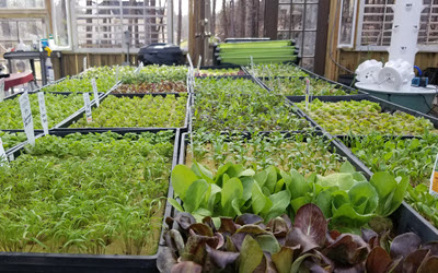 Plant Lifecycle